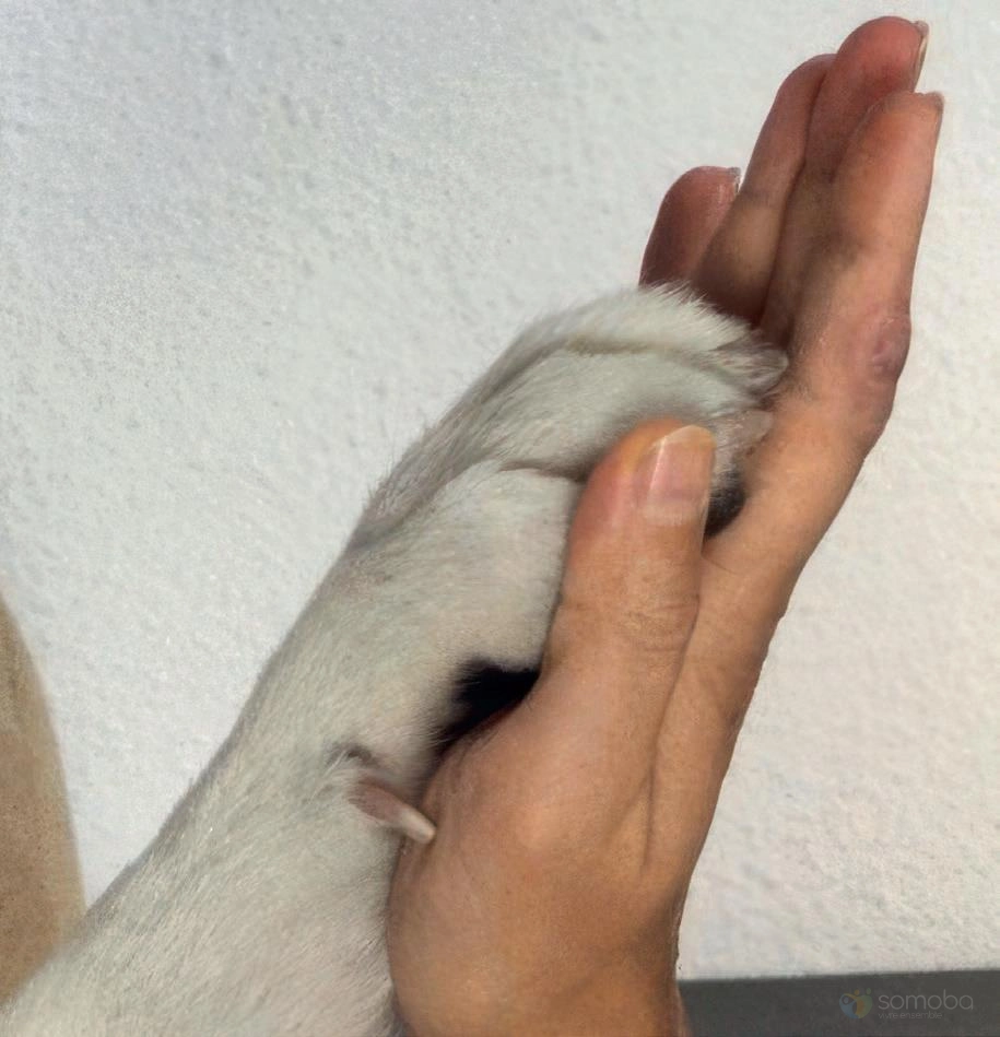 La médiation animale
