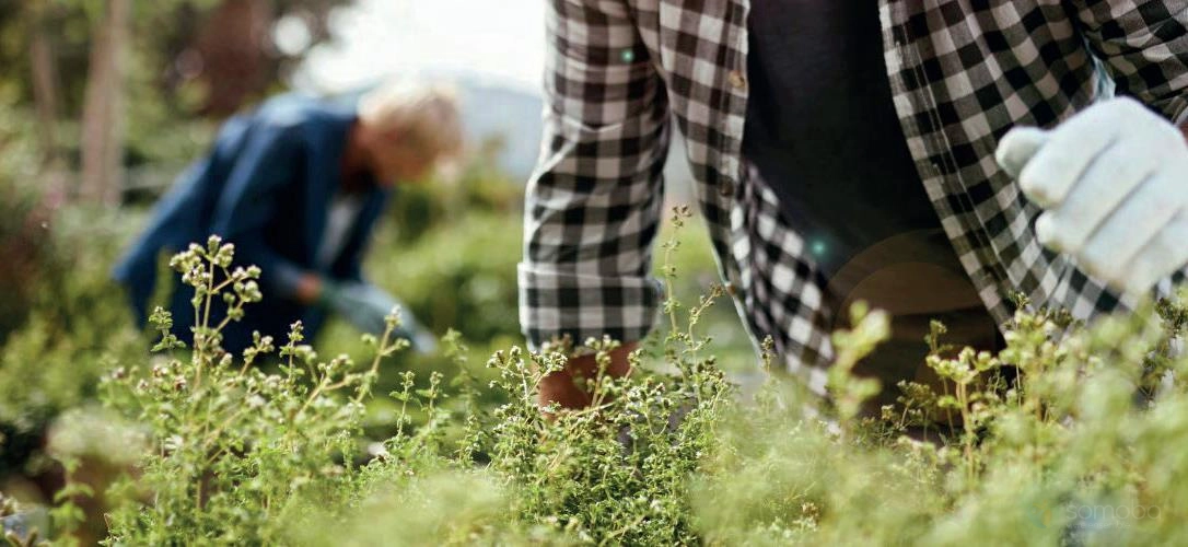Concevoir et animer un jardin à visée thérapeutique